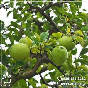 خرید نهال به آناناسی