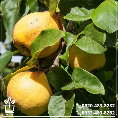 قیمت نهال به اصفهان