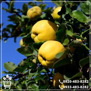 خرید نهال به اصفهان