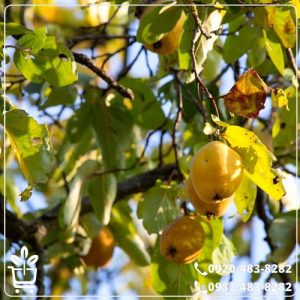 قیمت نهال به اونشاب