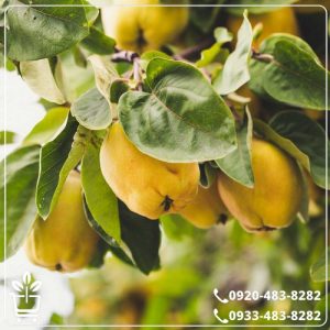 خرید نهال به اونشاب