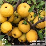 قیمت نهال به ترش آذربایجان