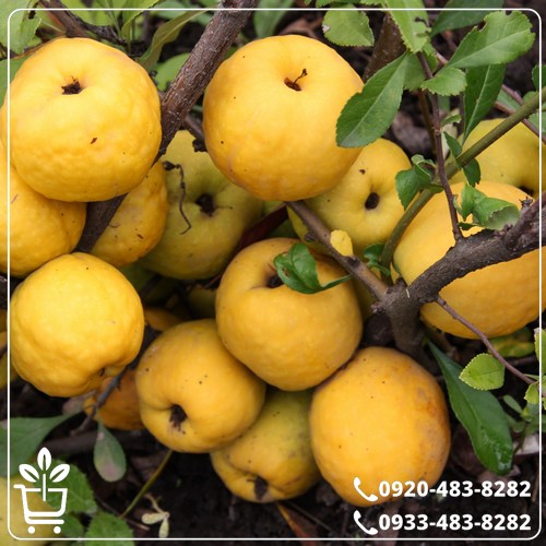 قیمت نهال به ترش آذربایجان