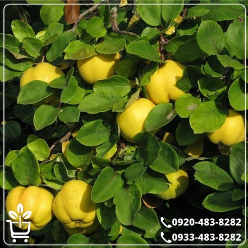 خرید نهال به ترش آذربایجان