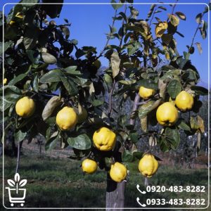 قیمت نهال به شاهرود