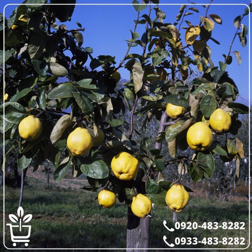 قیمت نهال به شاهرود