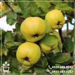 خرید نهال به شاهرود