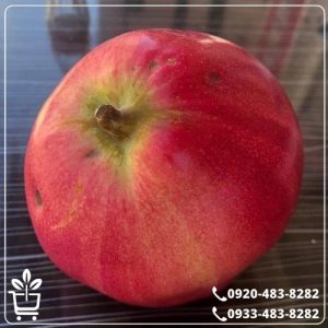 قیمت نهال به قرمز