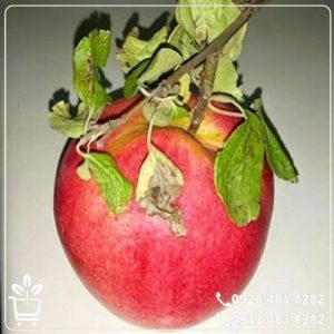 خرید نهال به قرمز