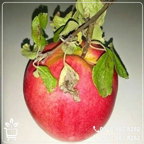 خرید نهال به قرمز