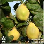 قیمت نهال به لیمو