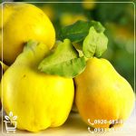 خرید نهال به لیمو