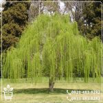 قیمت نهال بید مجنون