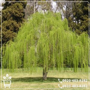 قیمت نهال بید مجنون