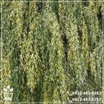 خرید نهال بید مجنون