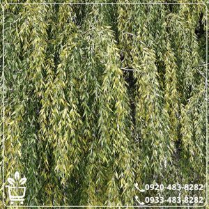 خرید نهال بید مجنون