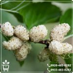 قیمت نهال توت سفید محلی