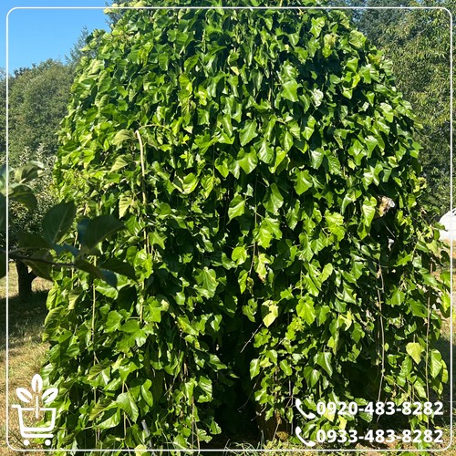 خرید نهال توت مجنون