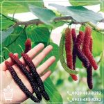 قیمت نهال توت موزی