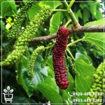 خرید نهال توت موزی