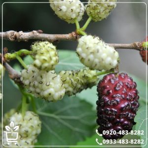 قیمت نهال توت چتری