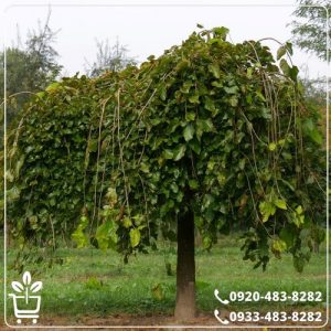 خرید نهال توت چتری