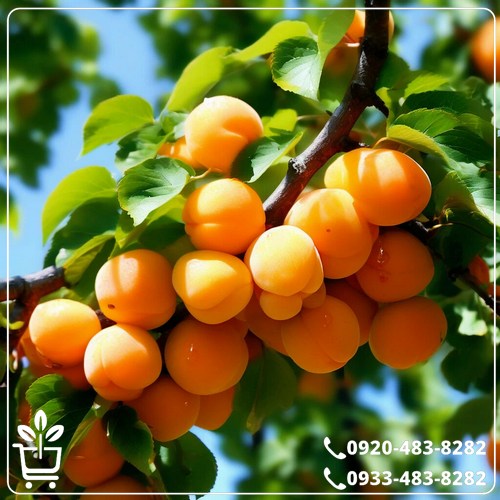 خرید نهال زرد آلو عسگر آباد