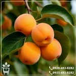 قیمت نهال زرد آلو عسگر آباد