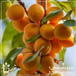خرید نهال زردآلو انبه ای