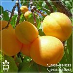 قیمت نهال زردآلو انبه ای