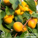 خرید نهال زردآلو تبرزه