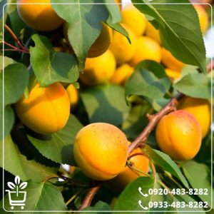 خرید نهال زردآلو تبرزه