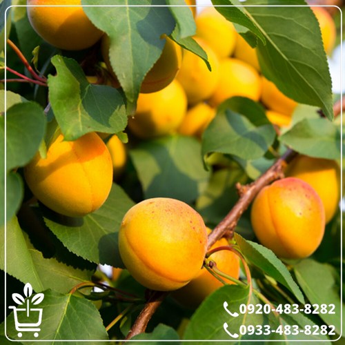 خرید نهال زردآلو تبرزه