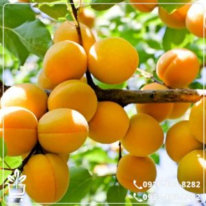 خرید نهال زردآلو تخم مرغی