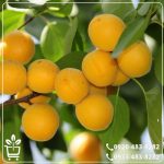 قیمت نهال زردآلو تخم مرغی