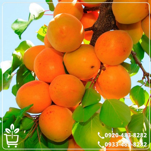 خرید نهال زردآلو جهانگیری