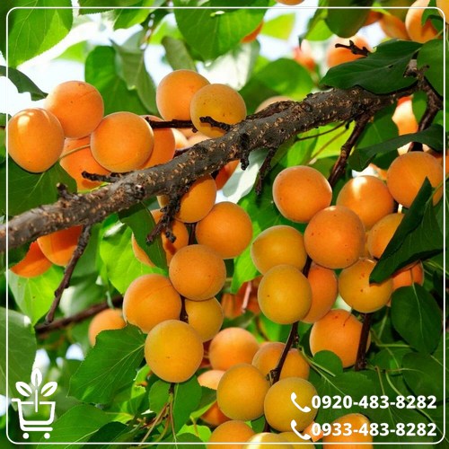 قیمت نهال زردآلو جهانگیری