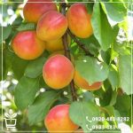 خرید نهال زردآلو شاهرودی