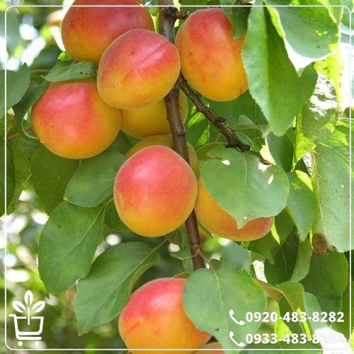 خرید نهال زردآلو شاهرودی