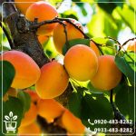 قیمت نهال زردآلو شاهرودی
