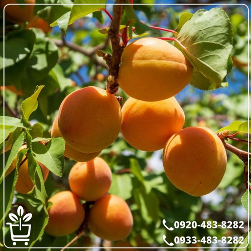خرید نهال زردآلو شکرپاره