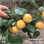 قیمت نهال زردآلو شکرپاره