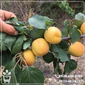 قیمت نهال زردآلو شکرپاره