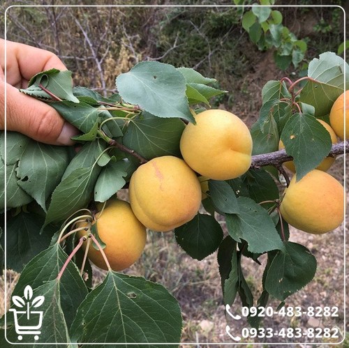 قیمت نهال زردآلو شکرپاره