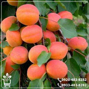 خرید نهال زردآلو قیسی