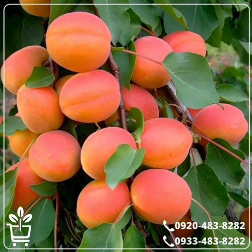 خرید نهال زردآلو قیسی