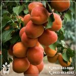 قیمت نهال زردآلو قیسی