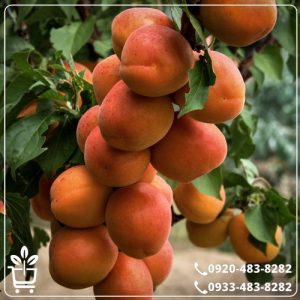 قیمت نهال زردآلو قیسی