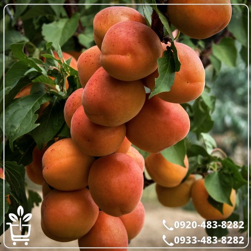 قیمت نهال زردآلو قیسی