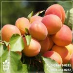 خرید نهال زردآلو نصیری
